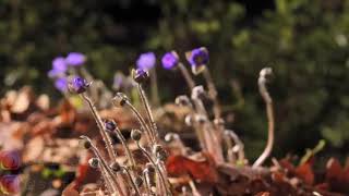 Download lagu Ummah (Rifa Siti Rohmah) mp3