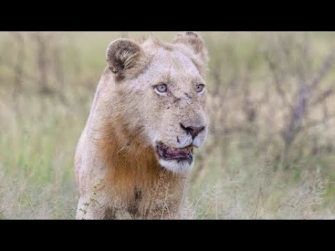 RARE WHITE LION KRUGER PARK | BIG ON WILD