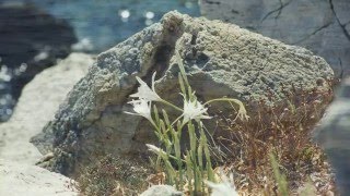 ATARAXIA - Samples 3 (1999-2005)