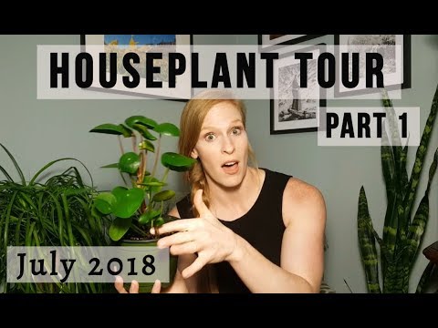 Houseplant Tour 2018  ||  Part 1  ||  Low Light Houseplants