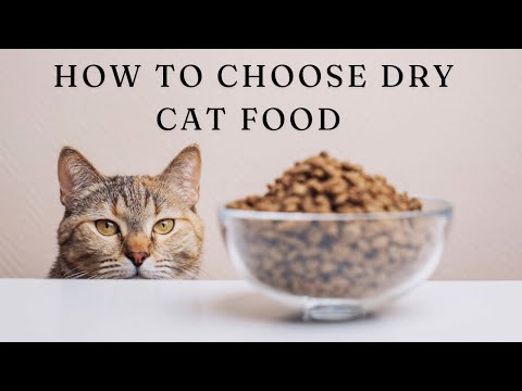 The Ultimate Guide to How to Choose Dry Cat Food 🐱