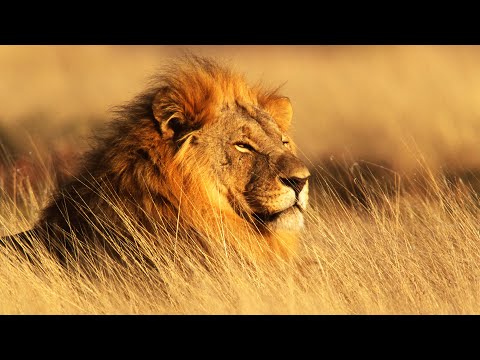 Lion Queen and Pride of Nakuru National Park (Animal Documentary)