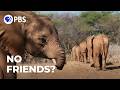 The Baby Elephant No One Would Play With