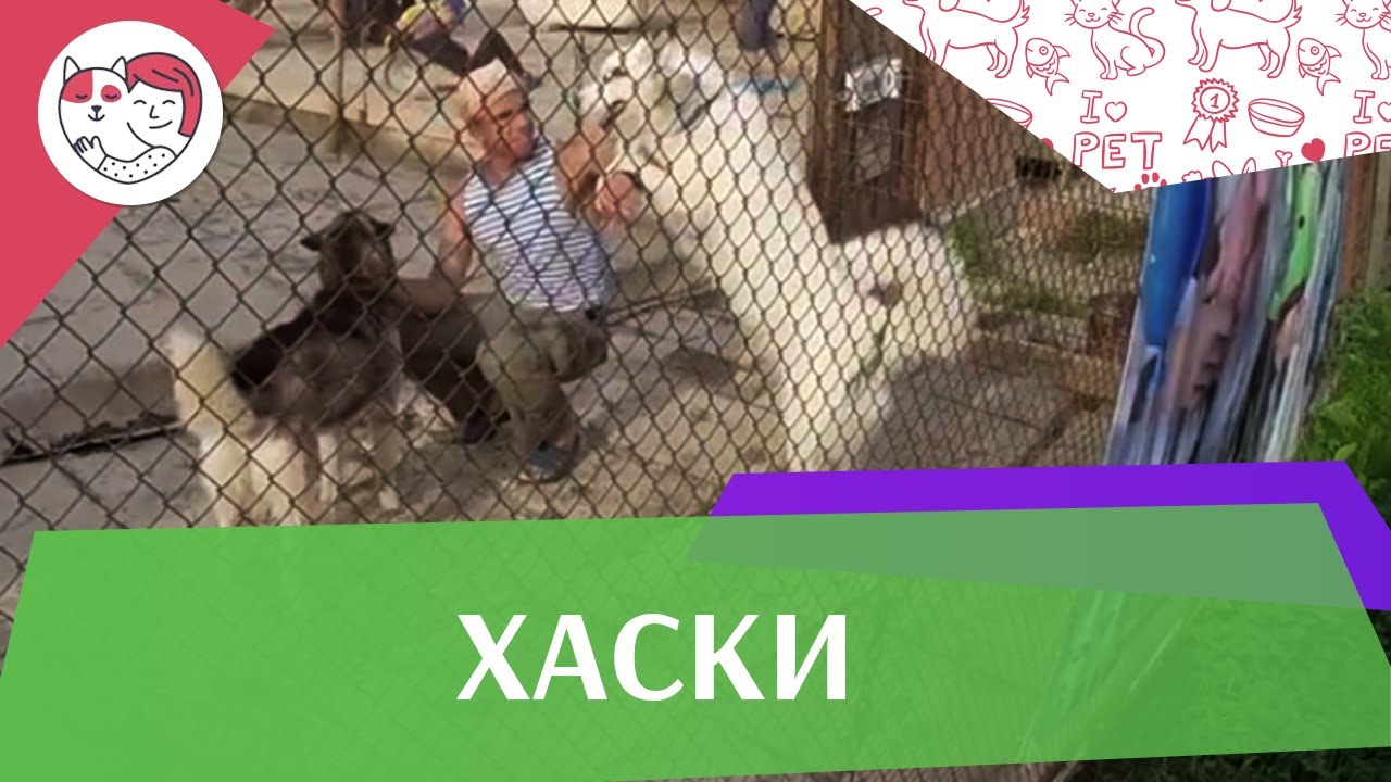 Хаски Недостатки породы на iLikePet