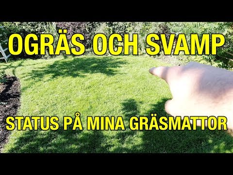 Ogräs och svamp i gräsmattan?!