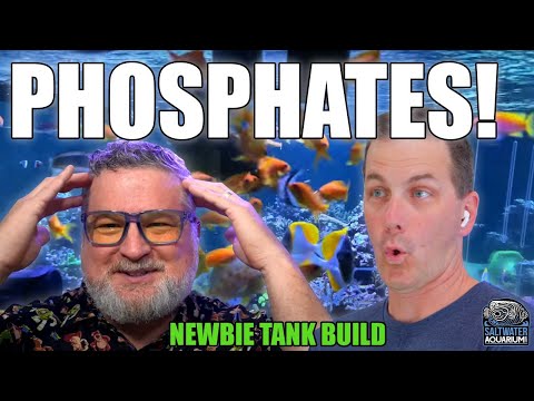 Managing PHOSPHATE Levels in Your Saltwater Aquarium - Newbie Tank Build