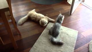 Maine Coon vs. Norwegische Waldkatze