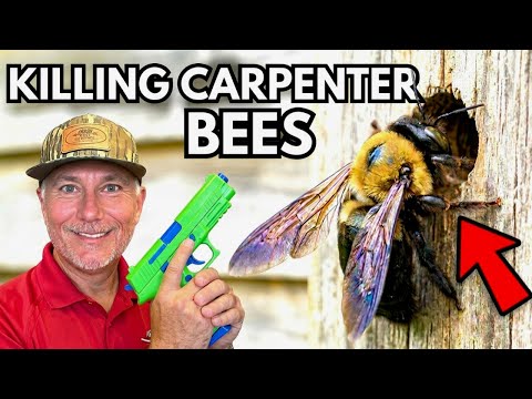 Kill Carpenter Bees Fast Stop Damage Now