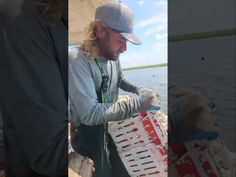 Why Do These Crabs Die In The Water? #shorts