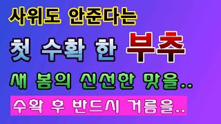 [텃밭농부. 1,394]  사위도 안 준다는 첫 수확 한 부추. 거름을 많이 주세요. #부추재배