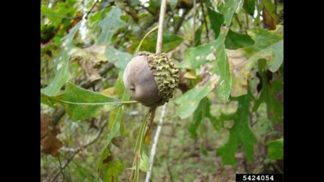 11. Overcup Oak (Quercus lyrata)