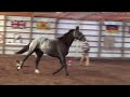 RF Lavender - 2016 Appaloosa Sport Horse Filly(SOLD)
