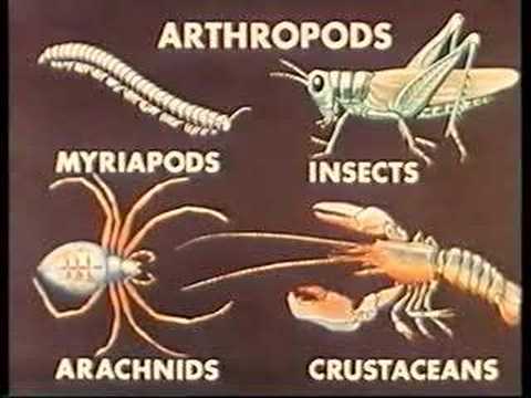 Gli Artropodi