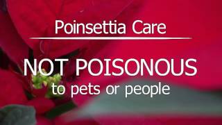 preview picture of video 'Poinsettia and Holiday Plant Care'