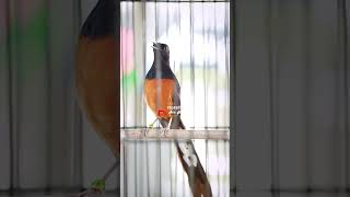 Download lagu Murai FIGHTER nembak MATERI ISIAN |white -  rumped shama mp3