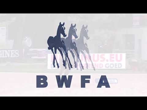 Embryo (Eldorado vd Zeshoek TN X For Pleasure)