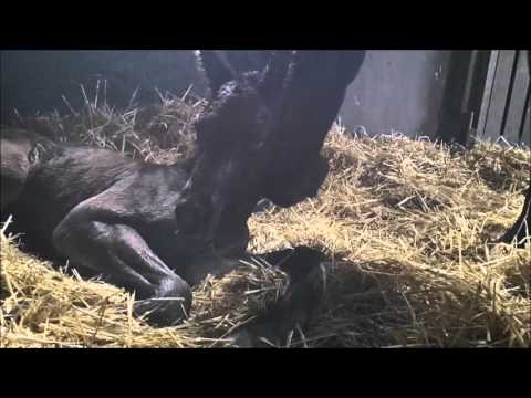 RPZ Fohlen 2016: Hengst von Millennium x Desperados x Rohdiamant