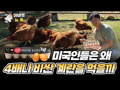 비싼 계란 팔아서 2000% 대박난 바이탈 팜스