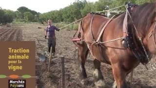 Traction animale dans les vignes