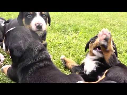 Der Appenzeller Sennenhund