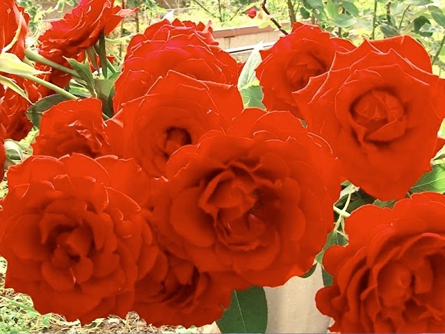 Розовые розы