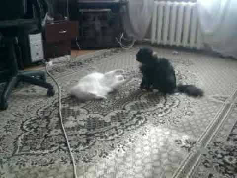 НУ ИДИ КО МНЕ ПО БЫСТРЕЕ - ПРОСТО КОТИКИ