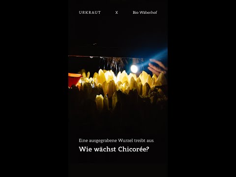 , title : 'Wie wächst Chicorée – Urkraut Reportage'