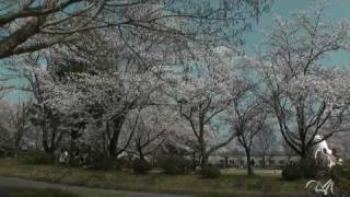 preview picture of video '美濃加茂市　「古井神社・古井近隣公園」　～桜～'