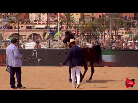 N.120 AANAN LEMBARAK - Menton 2018 - 2 Years Old Colts (Class 7)