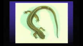 David Wilcock Convergence