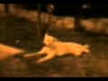 Sex Dog 3gp