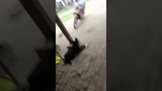 Download lagu Anjing Baru CAH OBLO mp3