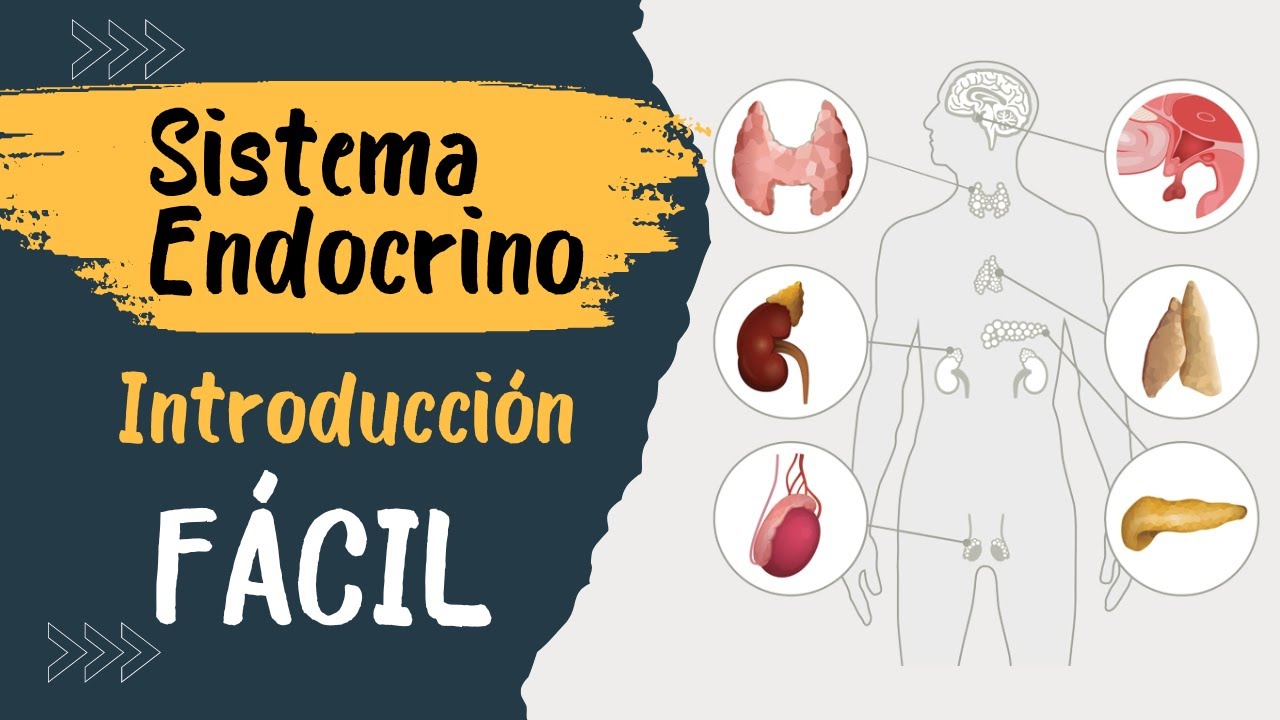 ✅ SISTEMA ENDÓCRINO | Explicado FÁCIL | Glándulas y hormonas