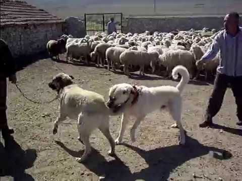 kangal,çoban köpeği,koyunlar