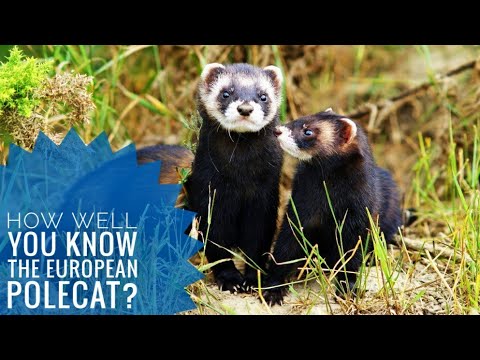 European Polecat || Description, Characteristics and Facts!