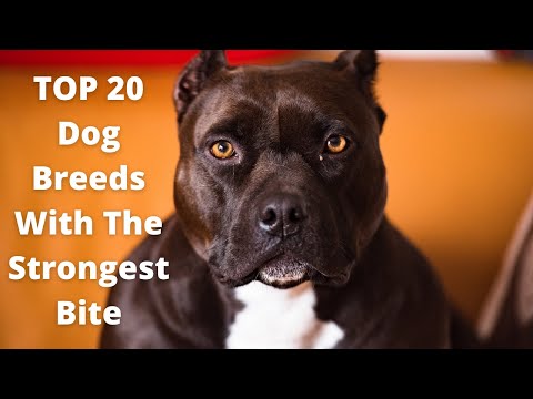 TOP 20 Dog Breeds 🐕 With The Strongest Bite!