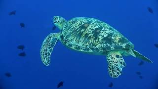 Scuba diving in Maldives north male atoll