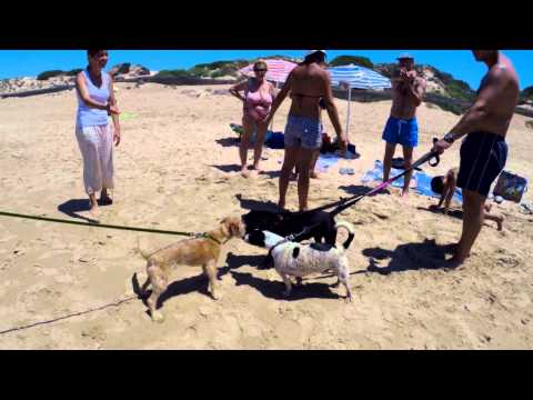 Traveling to Marina di Ragusa, Italy with your dog