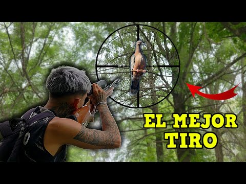 Pigeon hunting | Hunting in Forests, Lagoons and Mountains | Pigeon hunting!