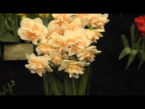 Narcissus "Delnashaugh" - Double Daffodil Flower Bulbs