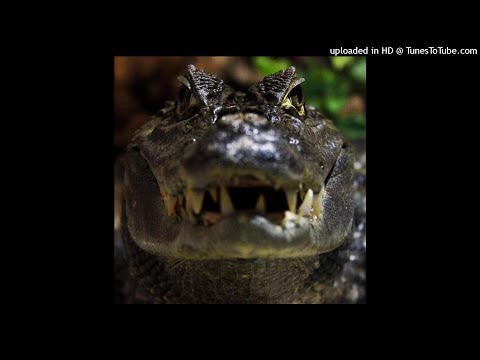 [FREE] Slimesito x Beezy B x Fluhkunxhkos x BigSmokeChapo Type Beat (Prod. Salitto)