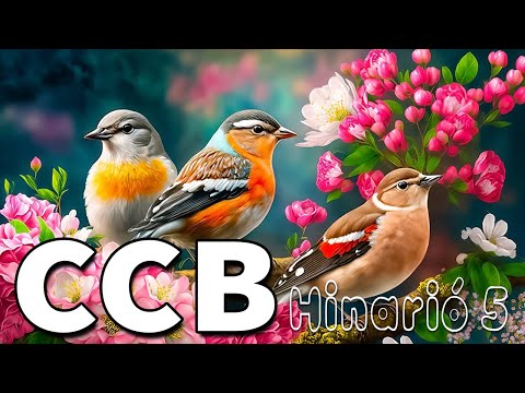 Hinos CCB 2023 - Melhores Hinos Trazem Bênçãos de Deus - A Melodia Do Hino Ccb Acalma A Alma