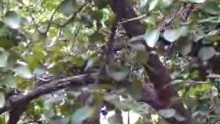 preview picture of video 'Indian Wildlife ( Malabar Giant Squirrel )'