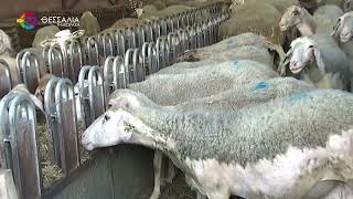 Η ΠΕΡΙΦΕΡΕΙΑ ΘΕΣΣΑΛΙΑΣ ΣΠΑΖΕΙ ΤΟΝ ΦΑΥΛΟ ΚΥΚΛΟ ΤΗΣ ΕΥΛΟΓΙΑΣ ΜΕ ΤΟΝ ΜΟΡΙΑΚΟ ΕΛΕΓΧΟ ΣΤΟ ΣΑΛΙΟ 26 08