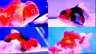 Exotic gold Fish at Fish Point Sarojini Nagar New Delhi || Fish & Aquarium hobby