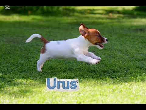 URUS - na prodej, www.jrtadmiko.cz