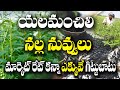 రెండో పంటగా నల్ల నువ్వుల సాగు ఎకరాని�