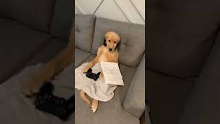 Funny dog??? Maybe get a Job? #dog #funnydogs