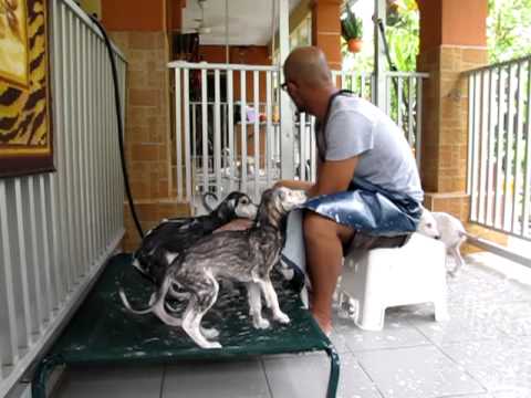 Bathing the Basheer litter!