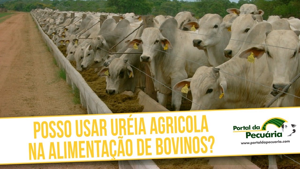 Posso usar ureia agrícola na alimentação de bovinos?